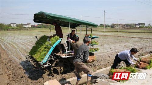 欧美农机种田视频,高效农业的现代化实践