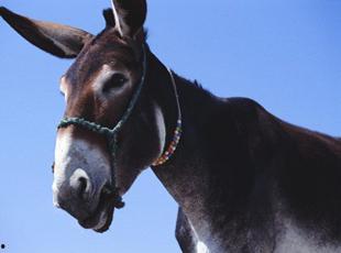 欧美驴人交配小说视频,揭秘隐秘欲望的黑暗面