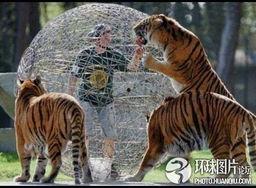 欧美画家画老虎图片视频,捕捉野性之美