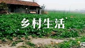 欧美村庄生活视频,宁静田园中的诗意栖居