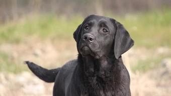 狗 人欧美视频网站,狗狗与人类情感交织的温馨瞬间