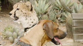 狗 人欧美视频网站,狗狗与人类情感交织的温馨瞬间